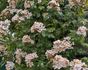 Pearl rose photo