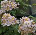 Pearl rose photo