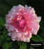 Augustine Halem rose photo