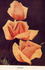 Caress rose photo