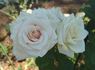 Kameleon rose photo