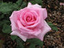 Rosaolor rose photo