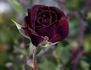 Guillaume Kaempff rose photo