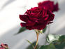 Guillaume Kaempff rose photo