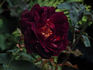 Guillaume Kaempff rose photo