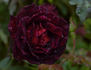 Guillaume Kaempff rose photo