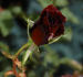 Guillaume Kaempff rose photo
