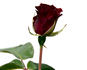 Guillaume Kaempff rose photo