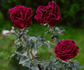 Guillaume Kaempff rose photo