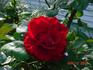 Cameron Bohls ™ rose photo