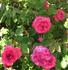 Dick Koster Fulgens rose photo