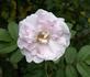 Martin Frobisher rose photo