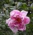 Isabella Skinner rose photo