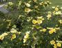 Canary Bird rose photo
