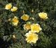 Canary Bird rose photo