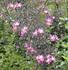 <i>Rosa glauca</i> Pourr. rose photo