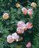 Alchemist rose photo