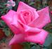 First Federal's Renaissance rose photo