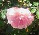 Choo-Choo Centennial rose photo