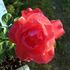 Delta Queen rose photo