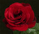 Red Skelton rose photo