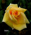 Conquest rose photo