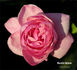Horatio Nelson rose photo