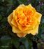 Sonja Parade rose photo