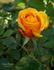 Sonja Parade rose photo