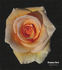Chamois Doré rose photo