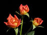 Orange Sunset rose photo
