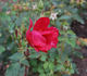 Vesuvius rose photo