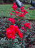 Atlantic ® rose photo
