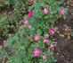 Kaiser Wilhelm II rose photo