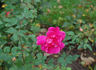 Kaiser Wilhelm II rose photo