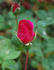 Kaiser Wilhelm II rose photo