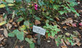 Kaiser Wilhelm II rose photo