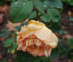 Lumière rose photo