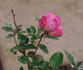 Aennchen Müller rose photo