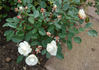 Weisse Echo rose photo
