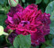 Abbé Bramérel rose photo