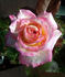 Apache Tears rose photo