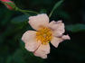 Barbara's Apricot Musk rose photo