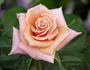 Brownie rose photo
