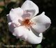 Whisper rose photo