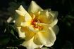 Allspice rose photo