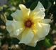 Allspice rose photo