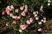 Drummer Boy rose photo