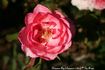 Drummer Boy rose photo