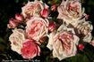 Drummer Boy rose photo